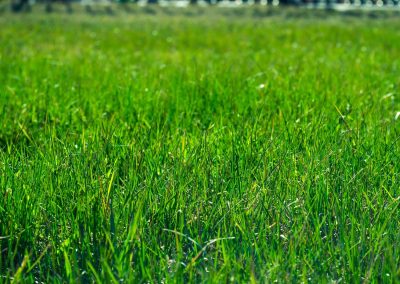 Long green grass on a bright sunny day